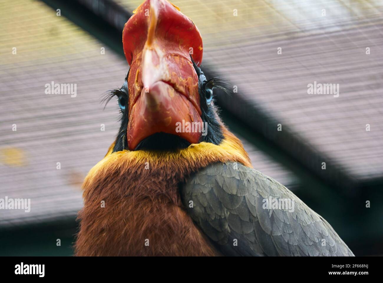 Der Rotschnabel Buceros hydrocorax, auch bekannt als philippinischer Hornvogel, ist auf den Philippinen endemisch Stockfoto