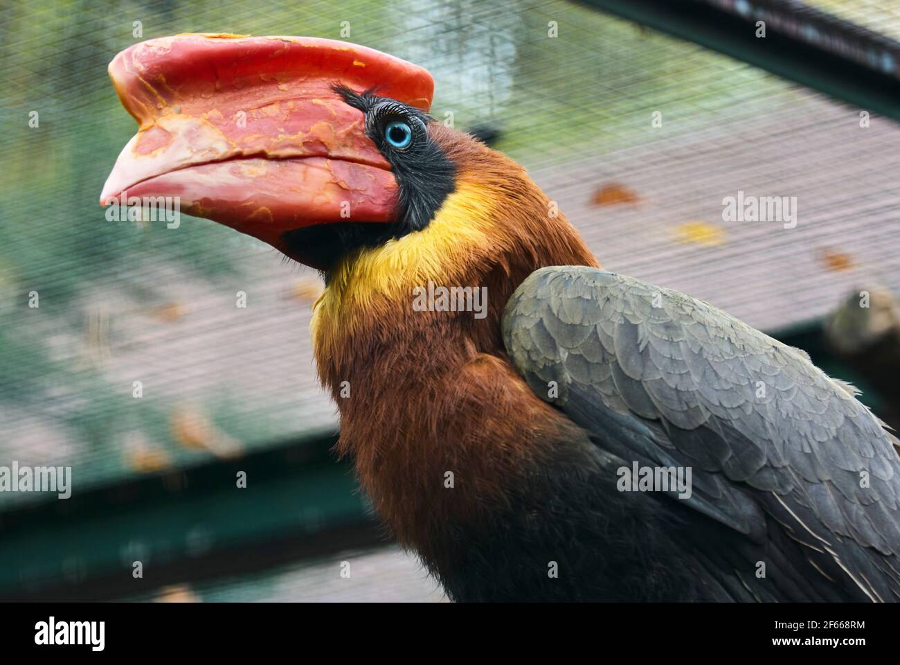 Der Rotschnabel Buceros hydrocorax, auch bekannt als philippinischer Hornvogel, ist auf den Philippinen endemisch Stockfoto