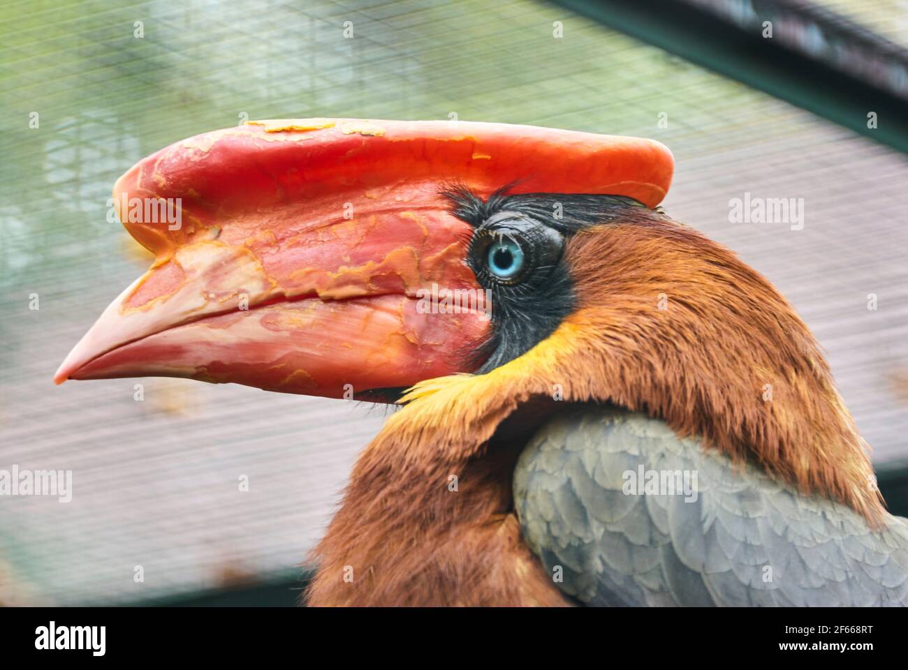 Der Rotschnabel Buceros hydrocorax, auch bekannt als philippinischer Hornvogel, ist auf den Philippinen endemisch Stockfoto
