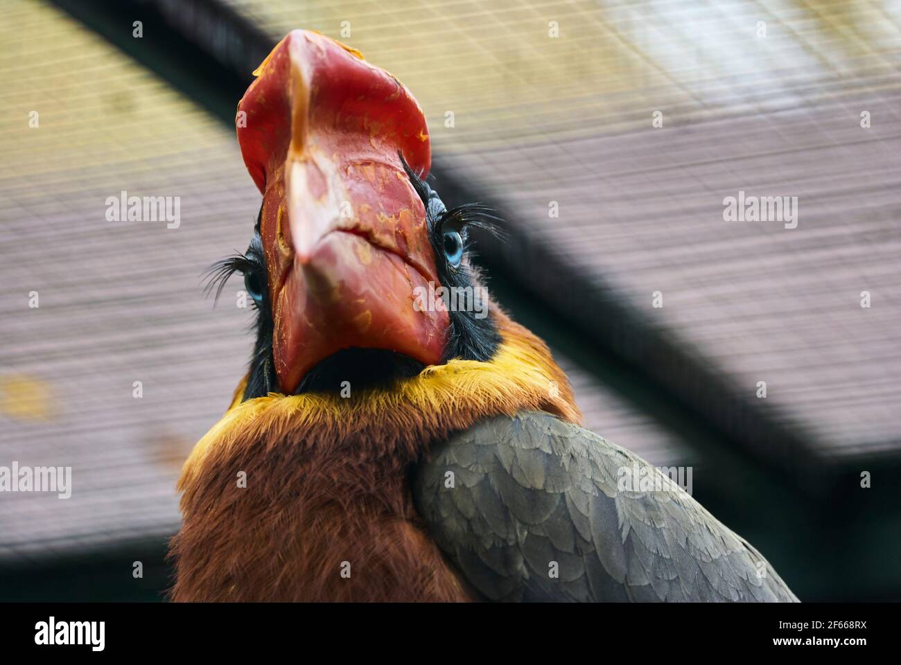Der Rotschnabel Buceros hydrocorax, auch bekannt als philippinischer Hornvogel, ist auf den Philippinen endemisch Stockfoto