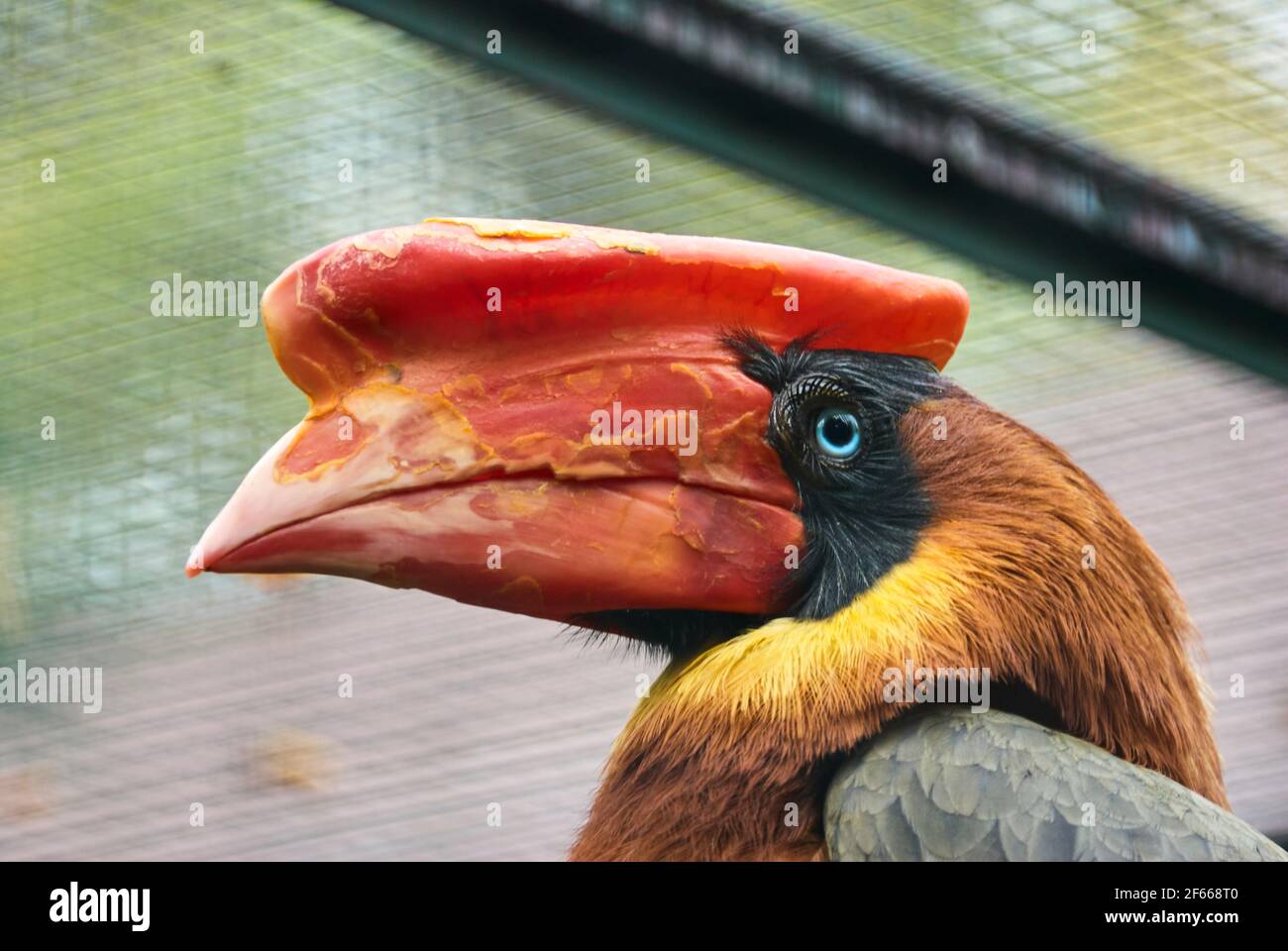 Der Rotschnabel Buceros hydrocorax, auch bekannt als philippinischer Hornvogel, ist auf den Philippinen endemisch Stockfoto