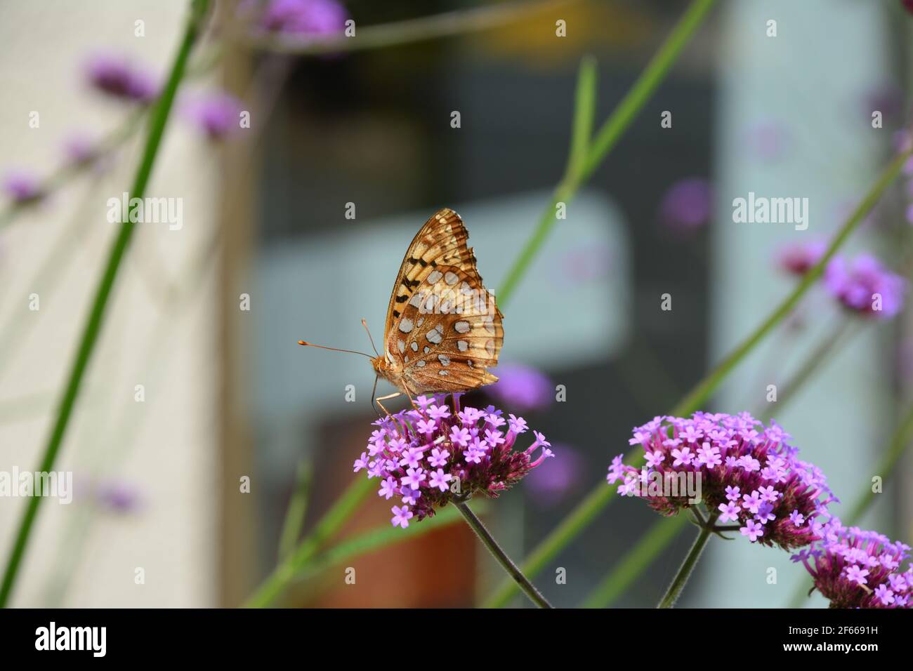 Monarch-Schmetterling Stockfoto
