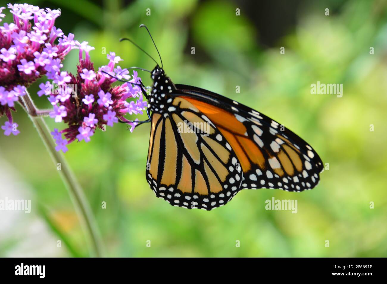 Monarch-Schmetterling Stockfoto