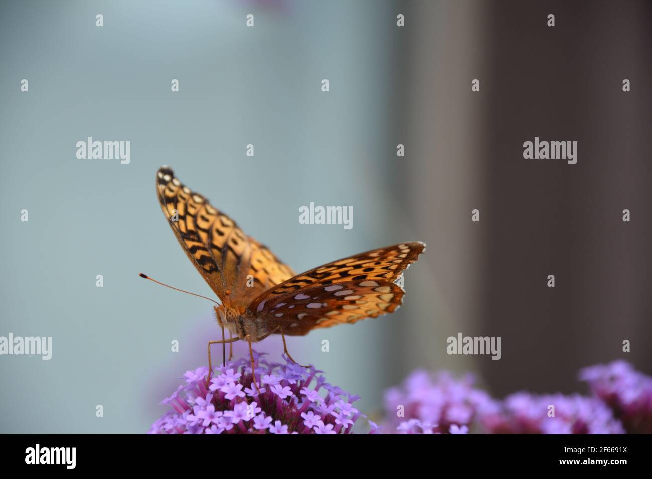 Monarch-Schmetterling Stockfoto