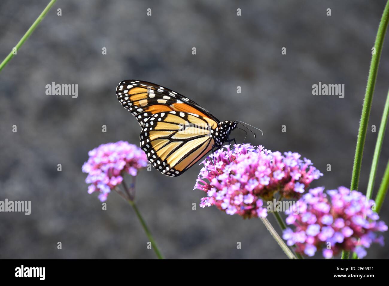 Monarch-Schmetterling Stockfoto