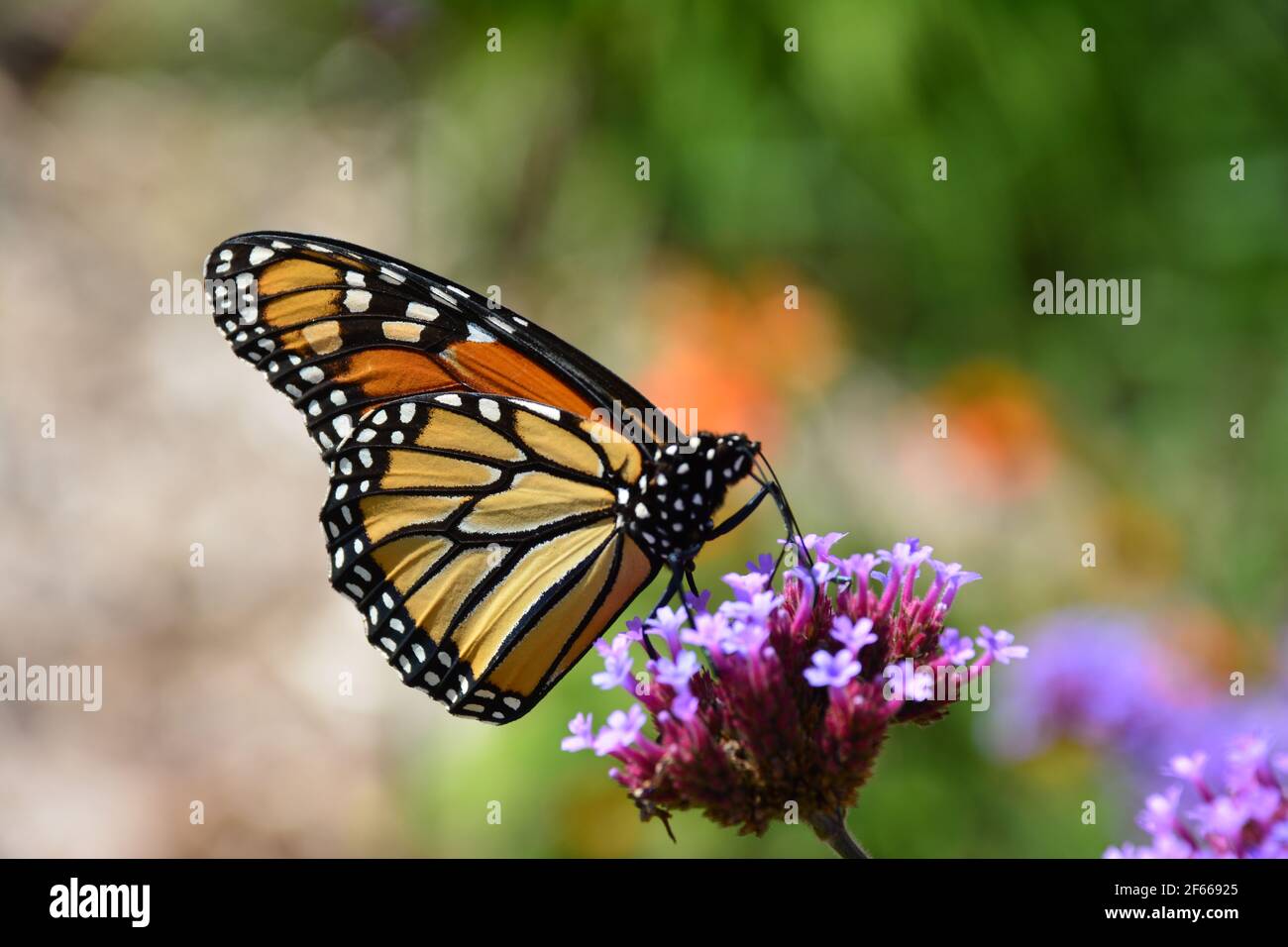 Monarch-Schmetterling Stockfoto