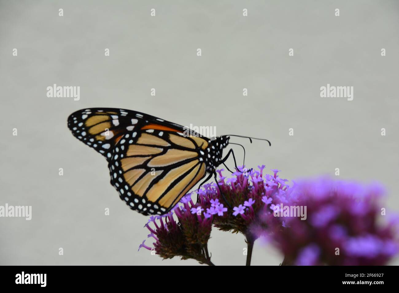 Monarch-Schmetterling Stockfoto