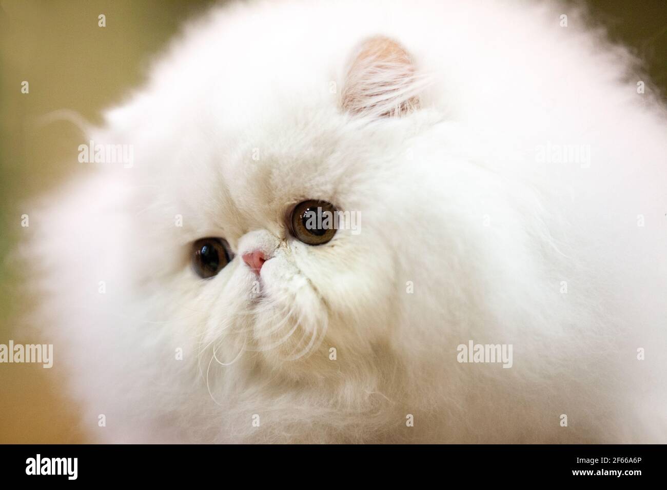 Flach gesichtige brachyzephale Katze auf einer Katzenschau Stockfoto