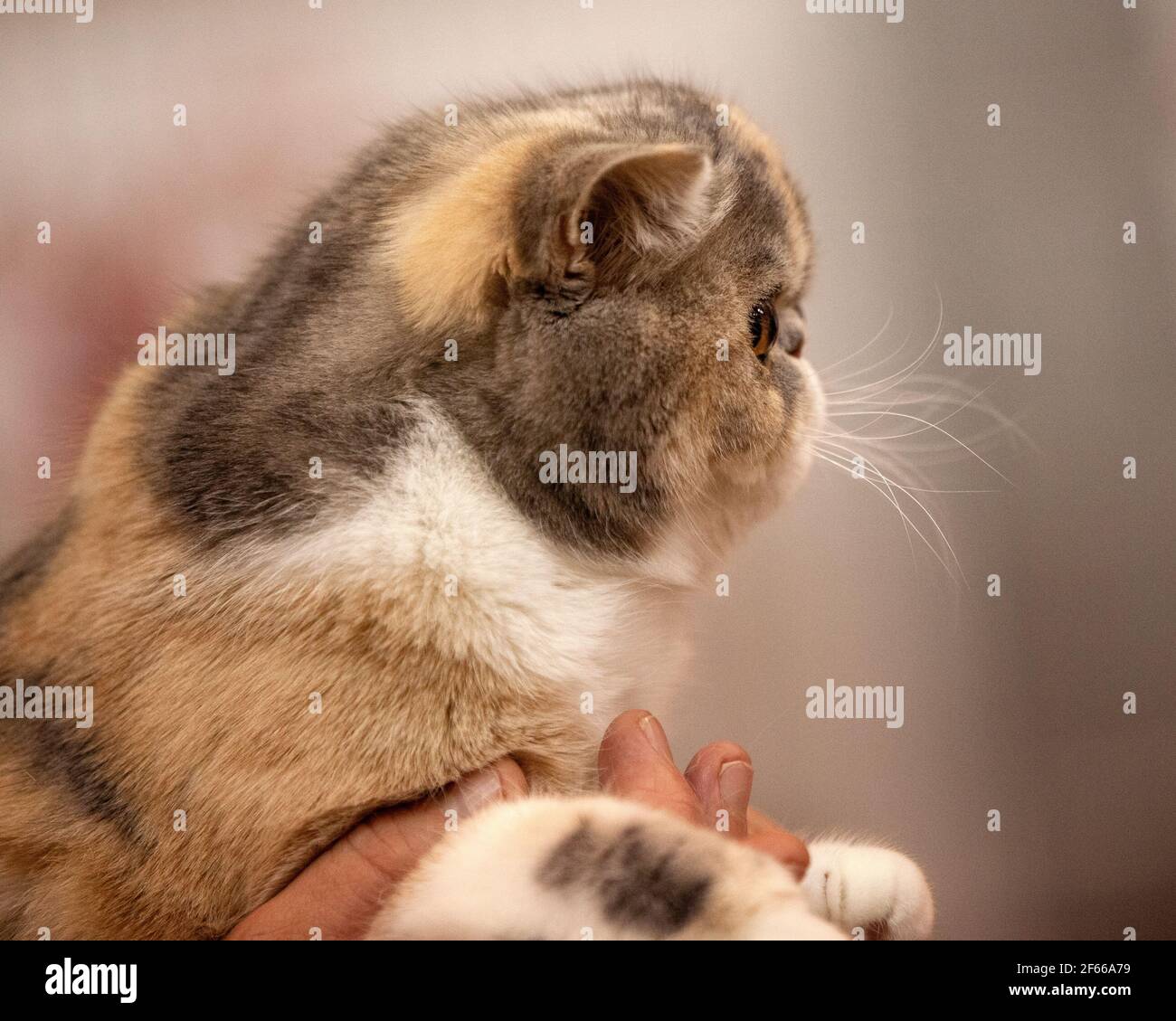 Flaches brachycephales Kätzchen auf einer Katzenausstellung Stockfoto