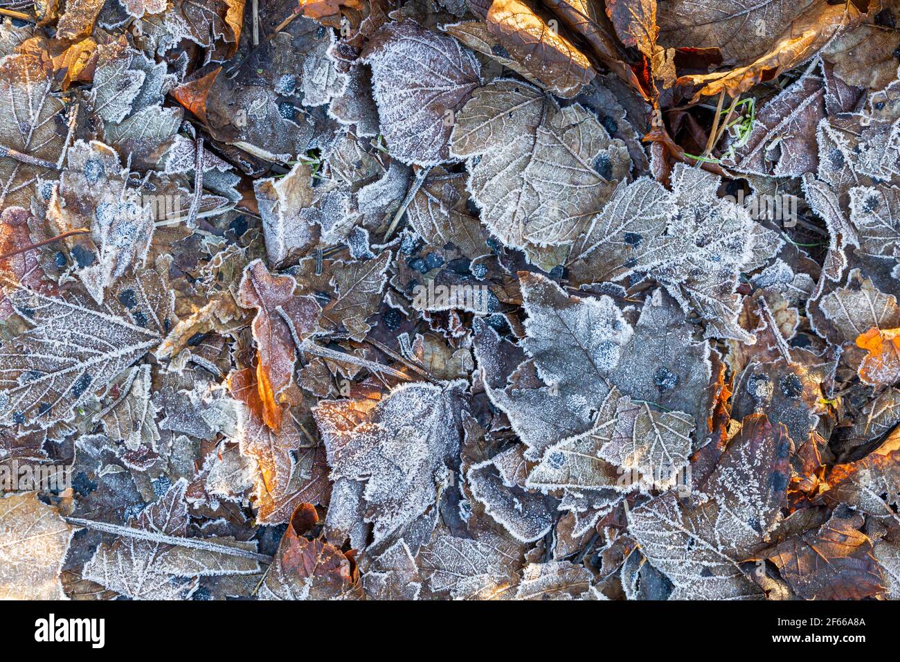 Tiefgefrorene bunte trockene Blätter aus nächster Nähe Stockfoto