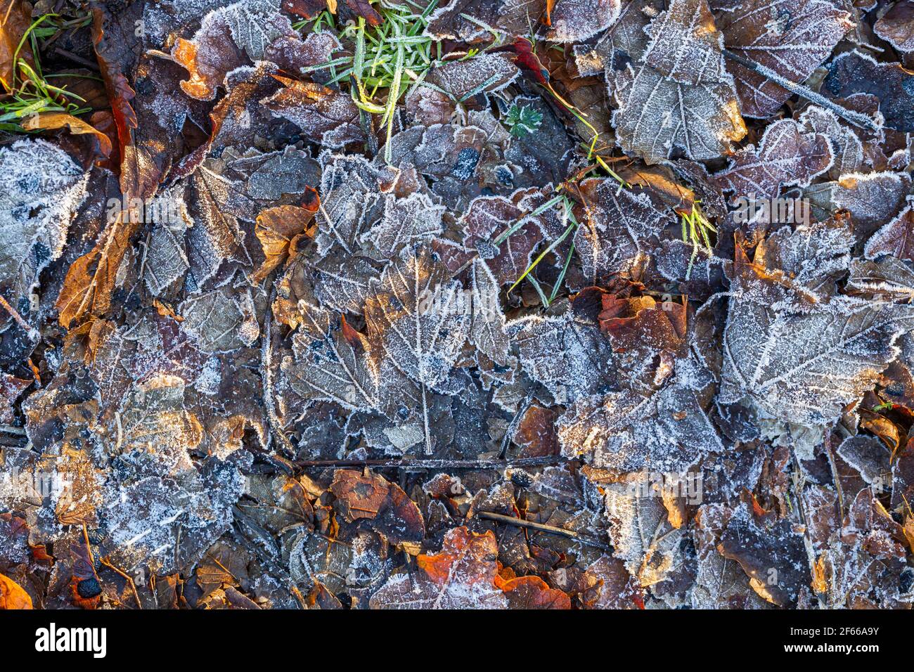 Tiefgefrorene bunte trockene Blätter aus nächster Nähe Stockfoto