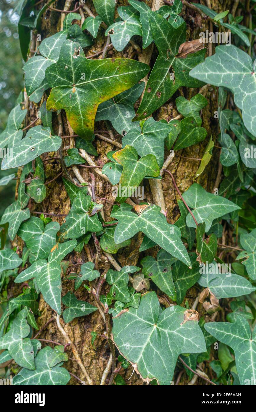 Nahaufnahme von Hedera Helix oder gewöhnlicher Efeu, der einen Baumstamm aufwächst, eine immergrüne, grassierende Rebe. Stockfoto