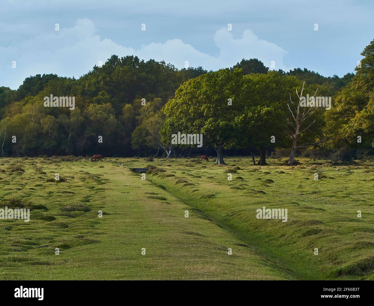 Eine Weite von Moorland mit einem Baum in der Mitte des Bodens, von der Seite durch starkes, schräges Sonnenlicht beleuchtet, das ein Paar der berühmten New Forest Ponys schützt Stockfoto