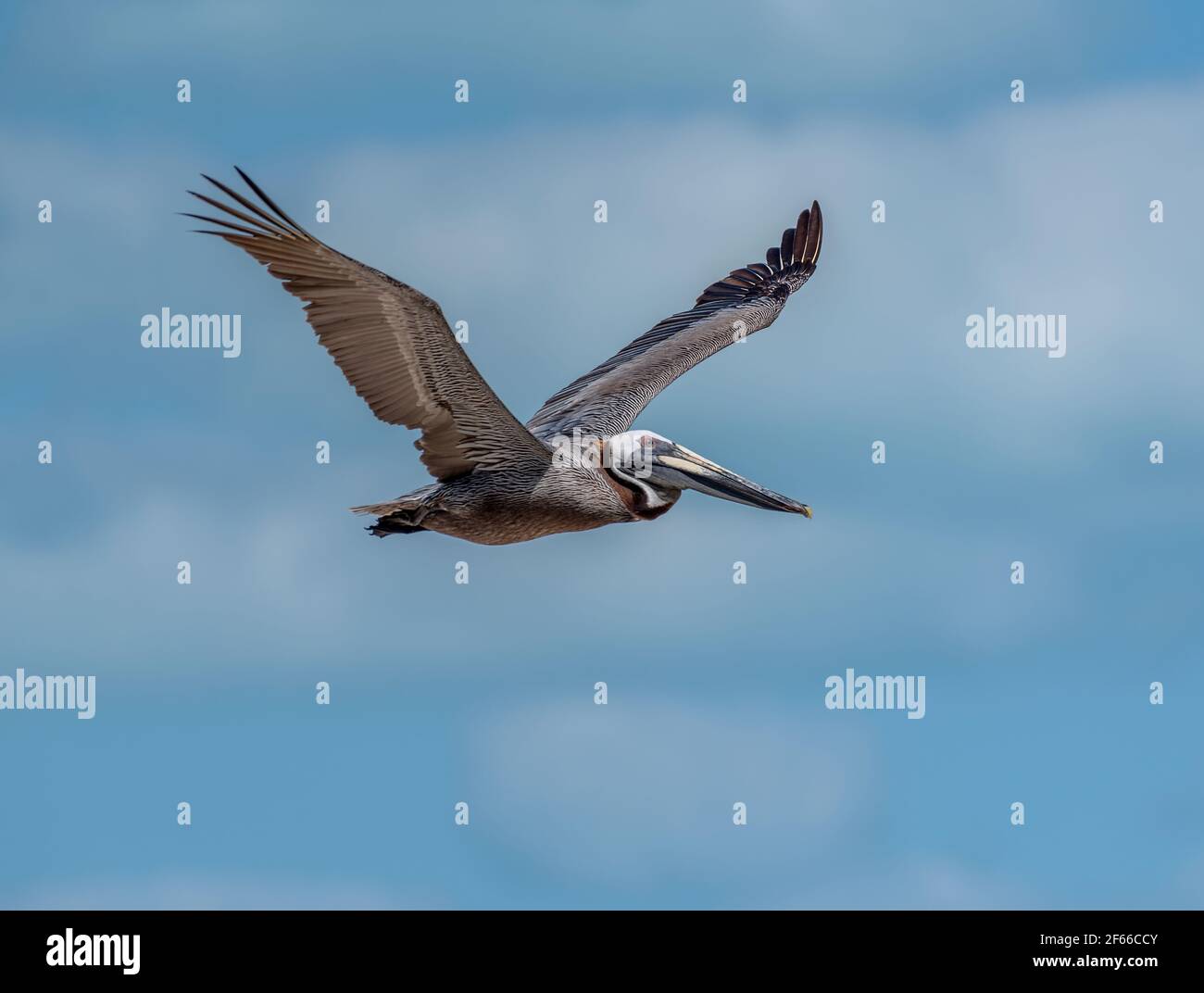 Braunpelikan fliegt über Holbox Island, Mexiko Stockfoto