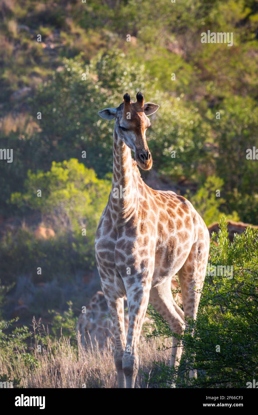 Südafrikanische Giraffen essen auf einem Hügel Stockfoto