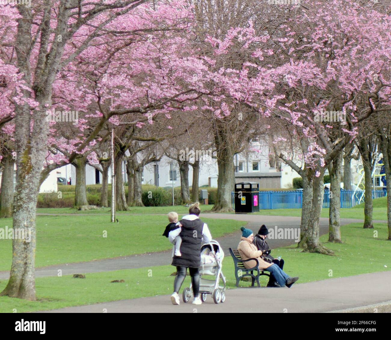 Glasgow, Schottland, Großbritannien. März 2021, 30th. UK Wetter: Frühlingswetter mit Apfelblüten, während die Menschen im knightswood Park spazieren. . Quelle: gerard Ferry/Alamy Live News Stockfoto