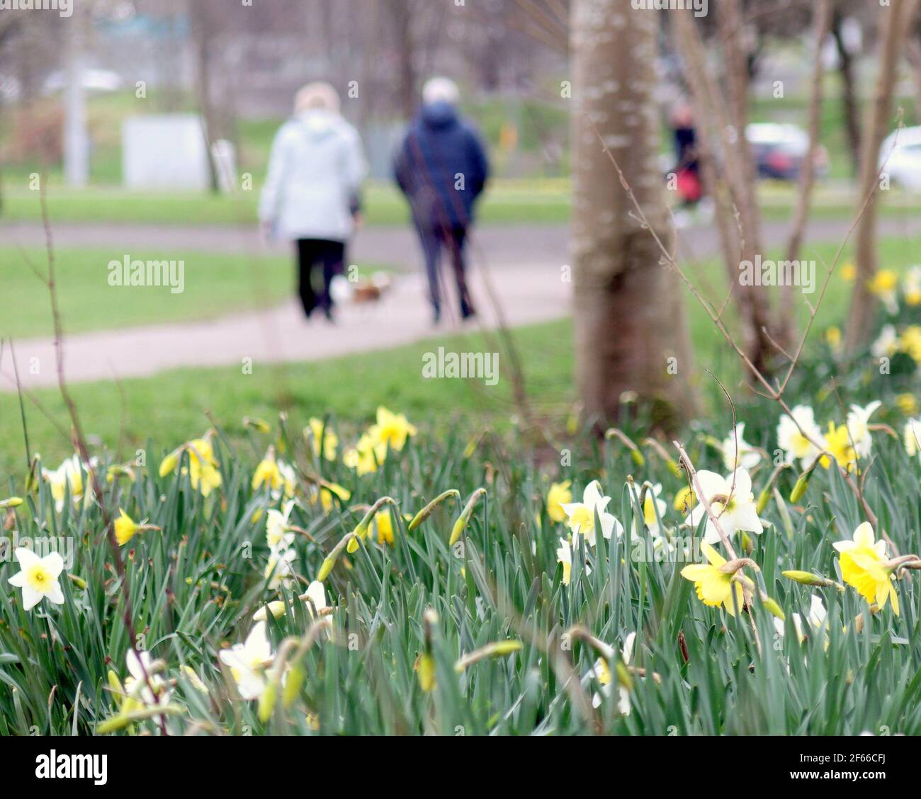 Glasgow, Schottland, Großbritannien. März 2021, 30th. UK Wetter: Frühlingswetter mit Apfelblüten. Quelle: gerard Ferry/Alamy Live News Stockfoto