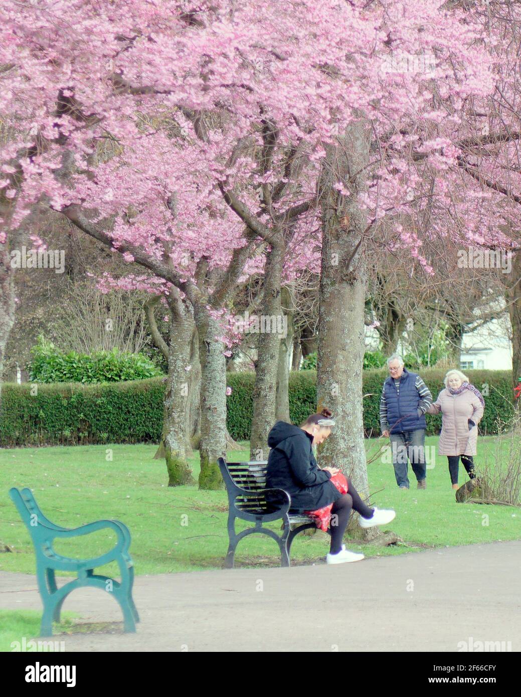 Glasgow, Schottland, Großbritannien. März 2021, 30th. UK Wetter: Frühlingswetter mit Apfelblüten, während die Menschen im knightswood Park spazieren. . Quelle: gerard Ferry/Alamy Live News Stockfoto