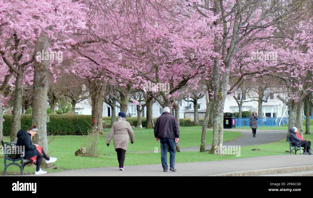 Glasgow, Schottland, Großbritannien. März 2021, 30th. UK Wetter: Frühlingswetter mit Apfelblüten, während die Menschen im knightswood Park spazieren. . Quelle: gerard Ferry/Alamy Live News Stockfoto