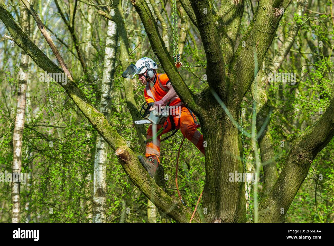 Baumchirurg bei der Arbeit den Baum mit der Kettensäge. Stockfoto