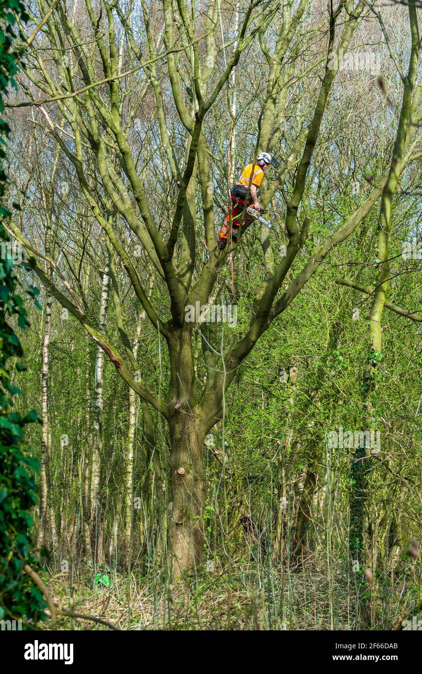 Baumchirurg bei der Arbeit den Baum mit der Kettensäge. Stockfoto