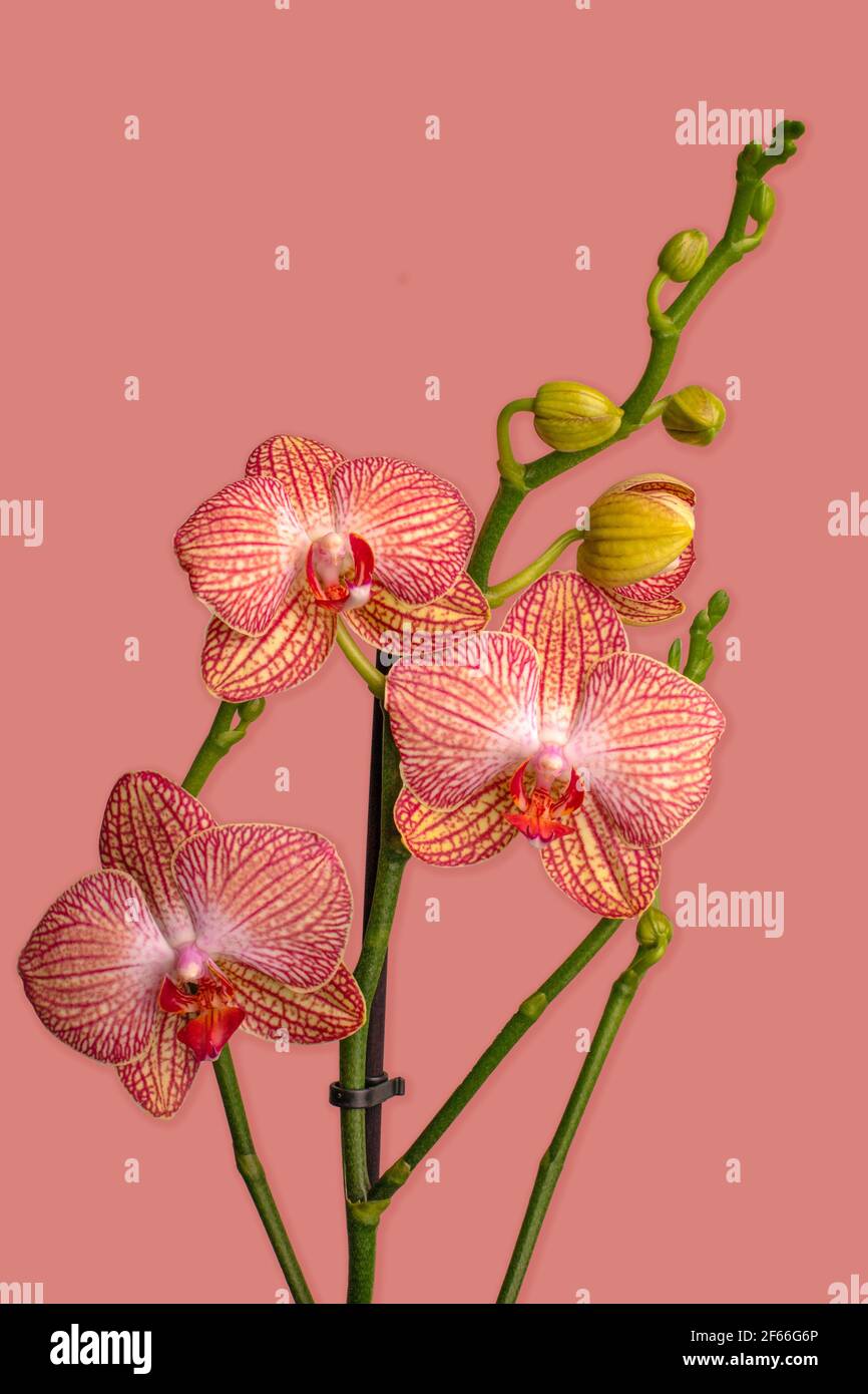 Orchid Paradise Isolate auf schwarzem Hintergrund. Phalaenopsis. Eine Nahaufnahme einer Blume. Stockfoto