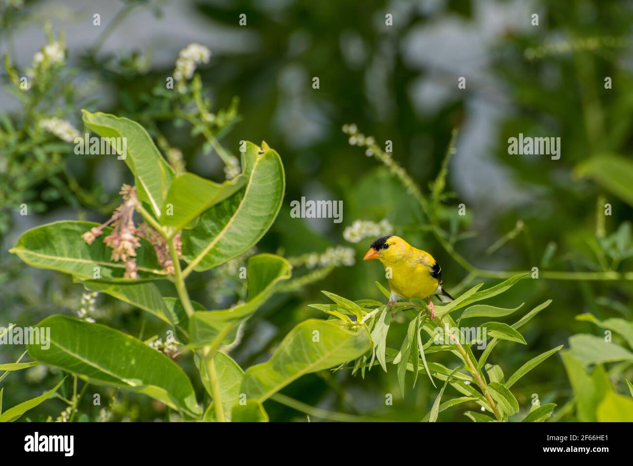 Vadnais Heights, Minnesota. Vadnais Lake Regional Park. Männlicher amerikanischer Goldfink, Carduelis tristis, der auf einem Pflanzenstamm thront. Stockfoto