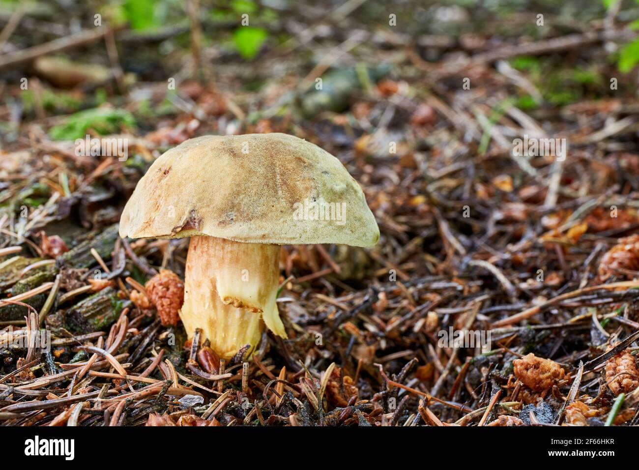 Xerocomus subtomentosus.essbarer Pilz.Pilz in der natürlichen Umgebung. Englisch: Wildlederbolete, brauner und gelber bolet, langweiliger brauner Bolete oder Yello Stockfoto