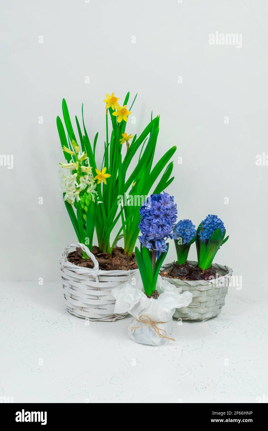 Die Frühlingsblumen blau Hyazinthen und gelb Narzissen in weiß Korb vor einer weißen Wand Hintergrund Stockfoto