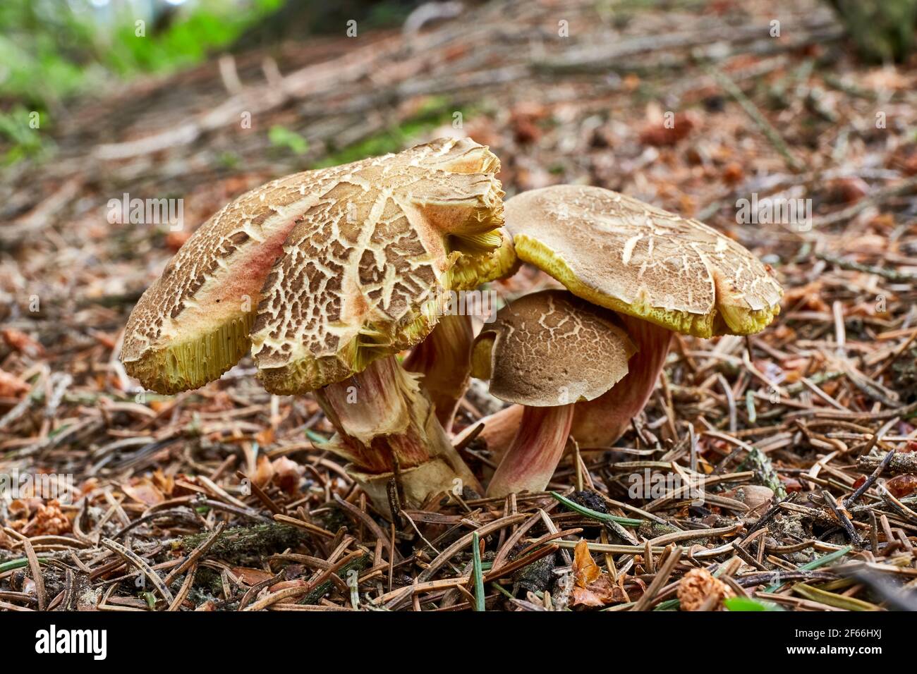 Xerocomellus chrysenteron, bekannt als Boletus chrysenteron oder Xerocomus chrysenteron - essbarer Pilz. Pilz in der natürlichen Umgebung. Englisch: Rot Stockfoto