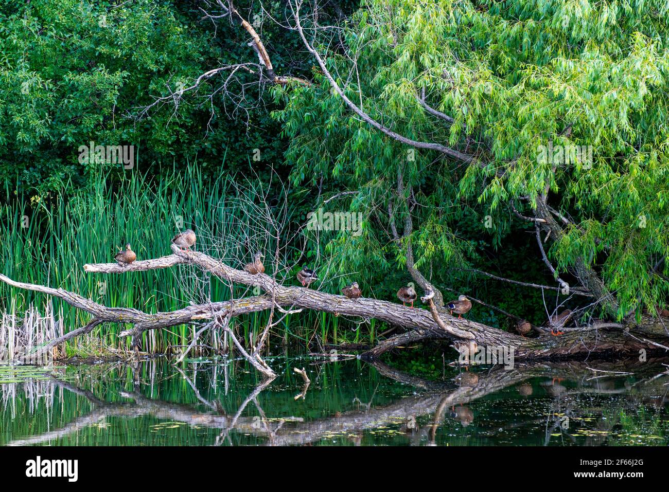 Vadnais Heights, Minnesota. Vadnais Lake Regional Park. 10 Mallard Enten Anas platyrhynchos sitzen auf einem Baum Zweig über dem Wasser Ruhe und vor Stockfoto