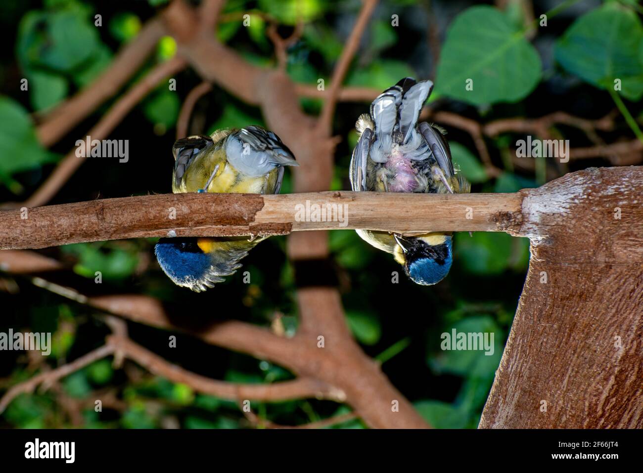 Apple Valley, Minnesota. Ein Paar Gelber Lachender Thrush, Garrulax galbanus, der sich über einen Ast lehnt. Stockfoto