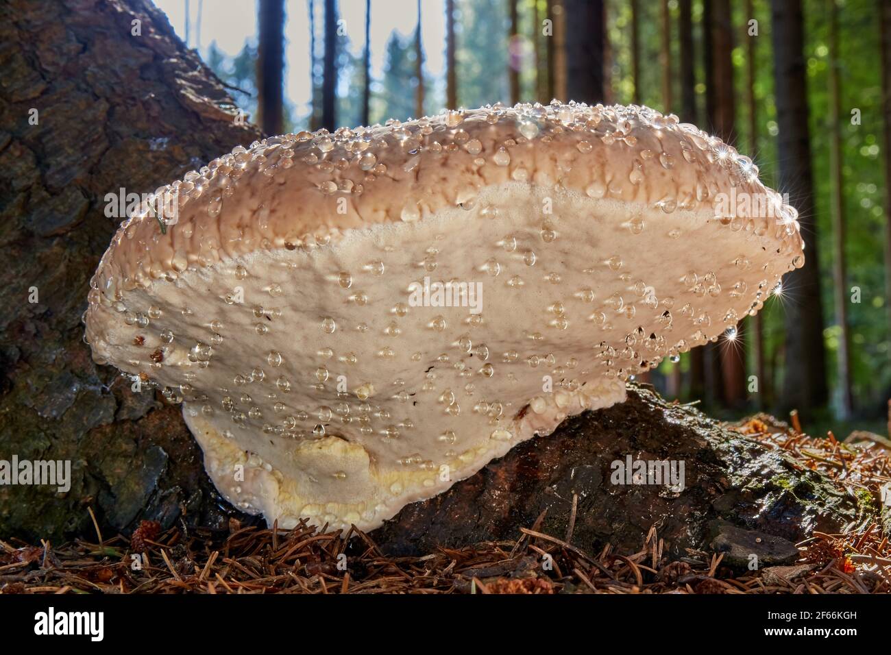 Fomitopsis pinicola mit Futtation (Wassertropfen) - ungenießbarer Pilz. Pilz in der natürlichen Umgebung. Englisch: Red belt conk Stockfoto