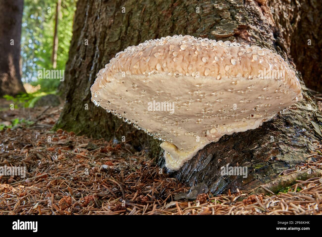 Fomitopsis pinicola mit Futtation (Wassertropfen) - ungenießbarer Pilz. Pilz in der natürlichen Umgebung. Englisch: Red belt conk Stockfoto