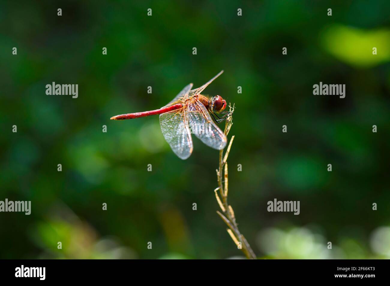 Ein schöner roter Drache fliegt auf dem Blatt Stockfoto