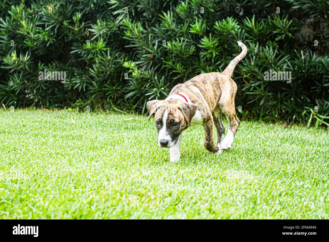 Pitbull Zu Fuss Stockfotos Und Bilder Kaufen Alamy