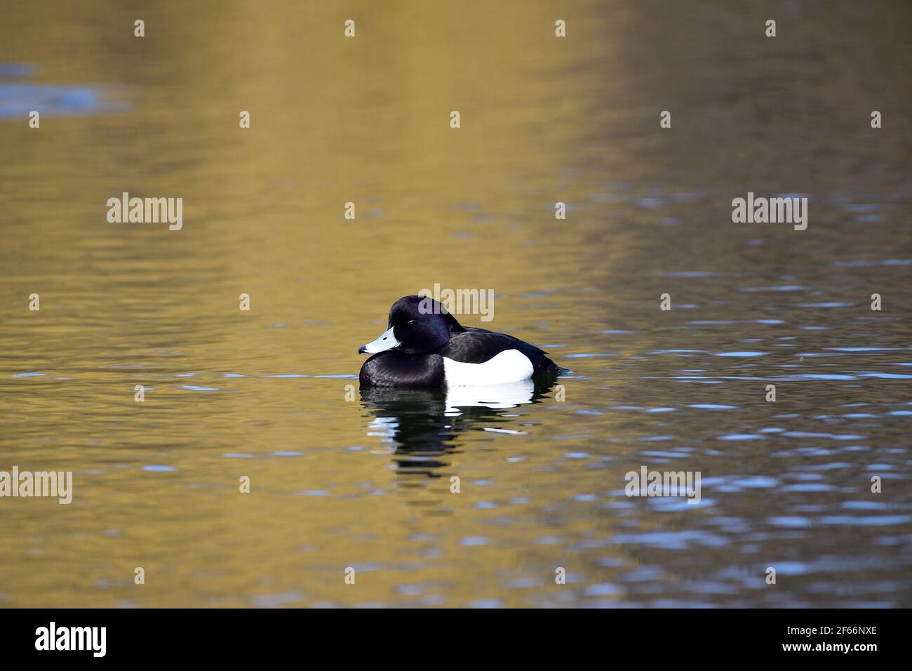 Wien, Österreich. Wasserpark Floridsdorf. Getuftete Ente (Aythya fuligula) im Wasser Stockfoto