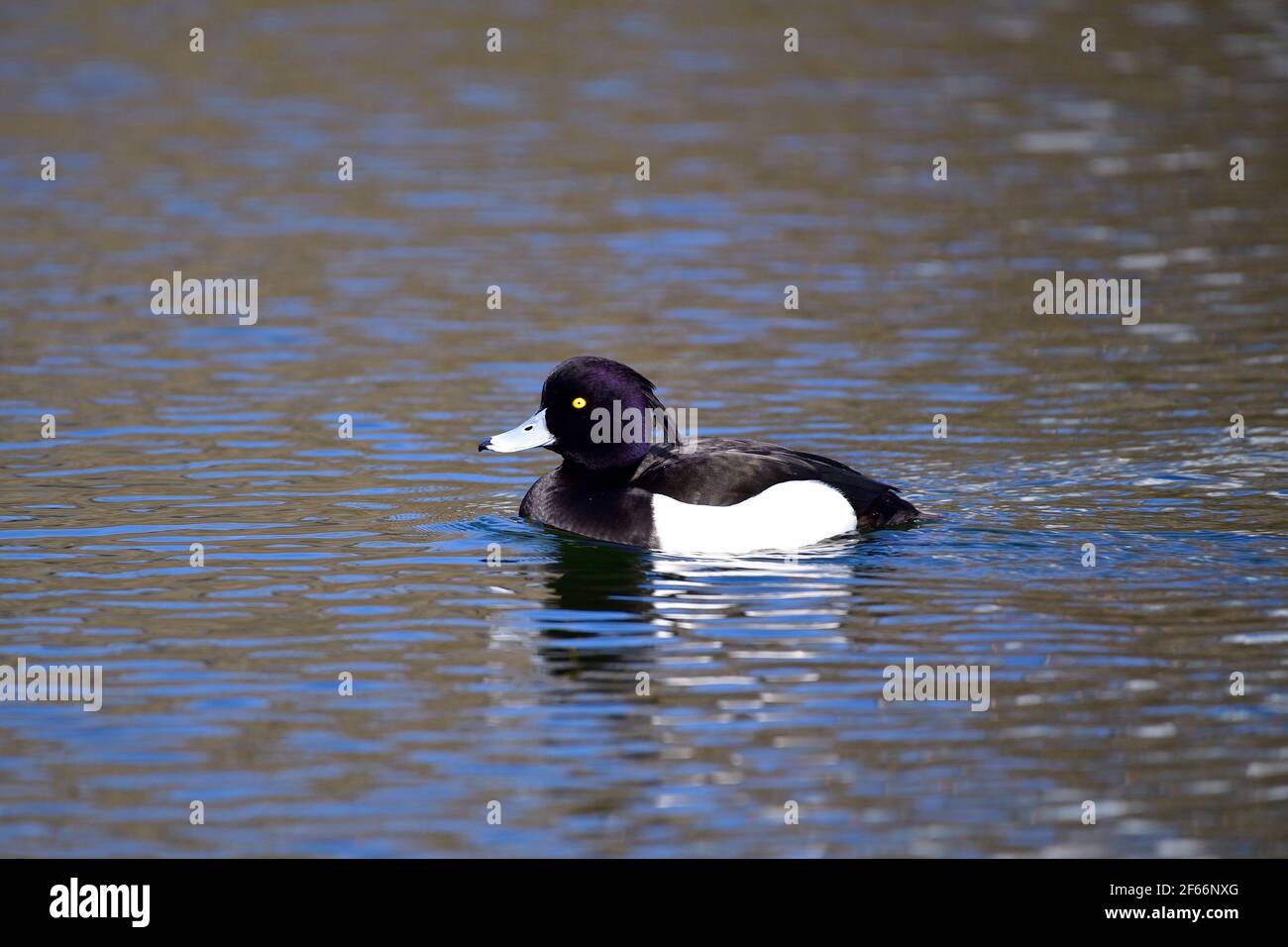 Wien, Österreich. Wasserpark Floridsdorf. Getuftete Ente (Aythya fuligula) im Wasser Stockfoto