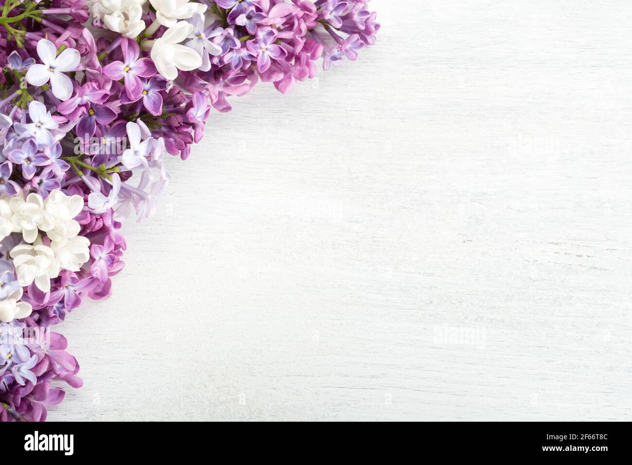 Federhintergrund. Verschiedene kleine Blüten von Lilac auf dem weißen Holz schäbigen Hintergrund. Blumenbordüre. Flach liegend. Stockfoto