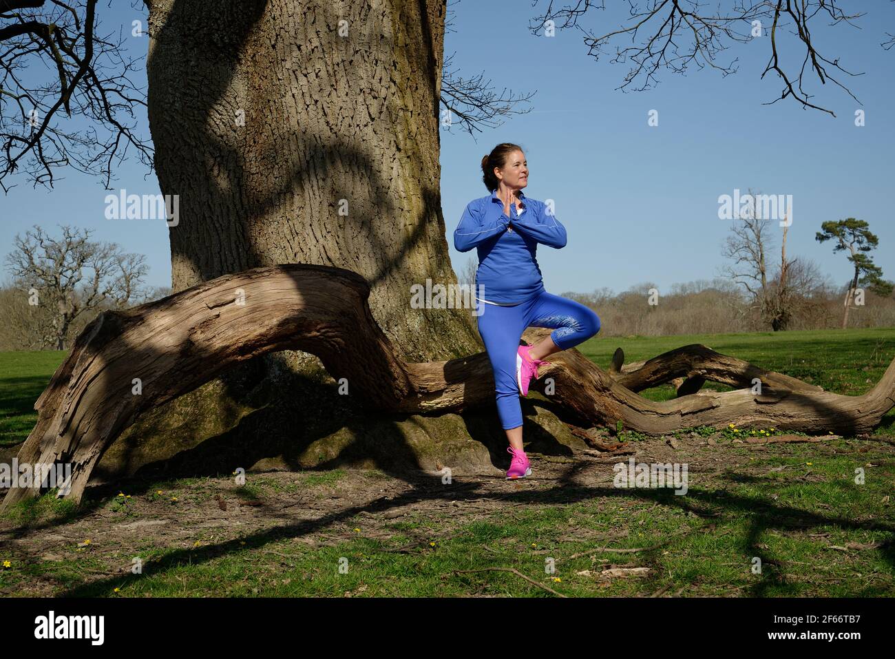 Eine Frau mittleren Alters, die Übung nimmt. Baum Pose in Yoga unter und Eiche. Stockfoto
