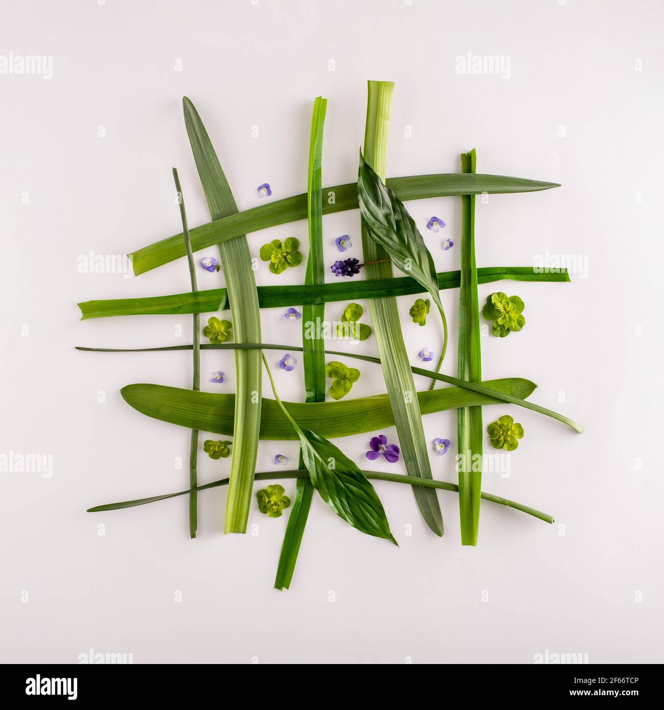 Kreatives Netzlayout aus Veilchen und Blättern auf weißem Hintergrund. Quadratisch. Minimalistisches Frühlingskonzept. Flach liegend Stockfoto