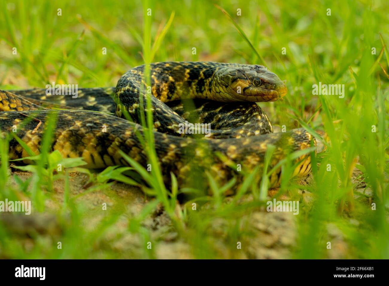 Amphiesma stolatum ist nun vermutlich näher verwandt mit Kielbacks in den Gattungen Xenochrophis und Buff-gestreiftem Kielback bei Kaeng Krachan, Theil Stockfoto