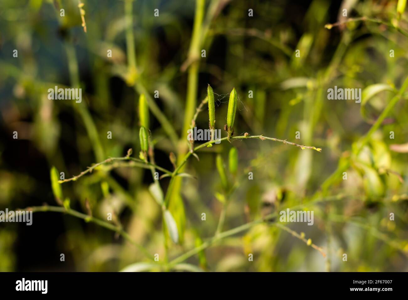 Tulsi Pflanzensamen Stockfotos und bilder Kaufen Alamy
