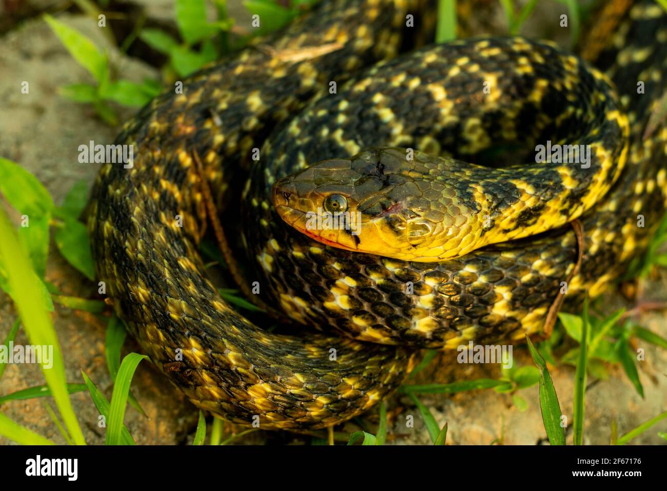 Nicht-aggressive Amphiesma stolatum oder Buff gestreifte Kielback Schlange und es ist Nicht gefährlich für Menschen, weil sie das Toxin nicht tragen Stockfoto