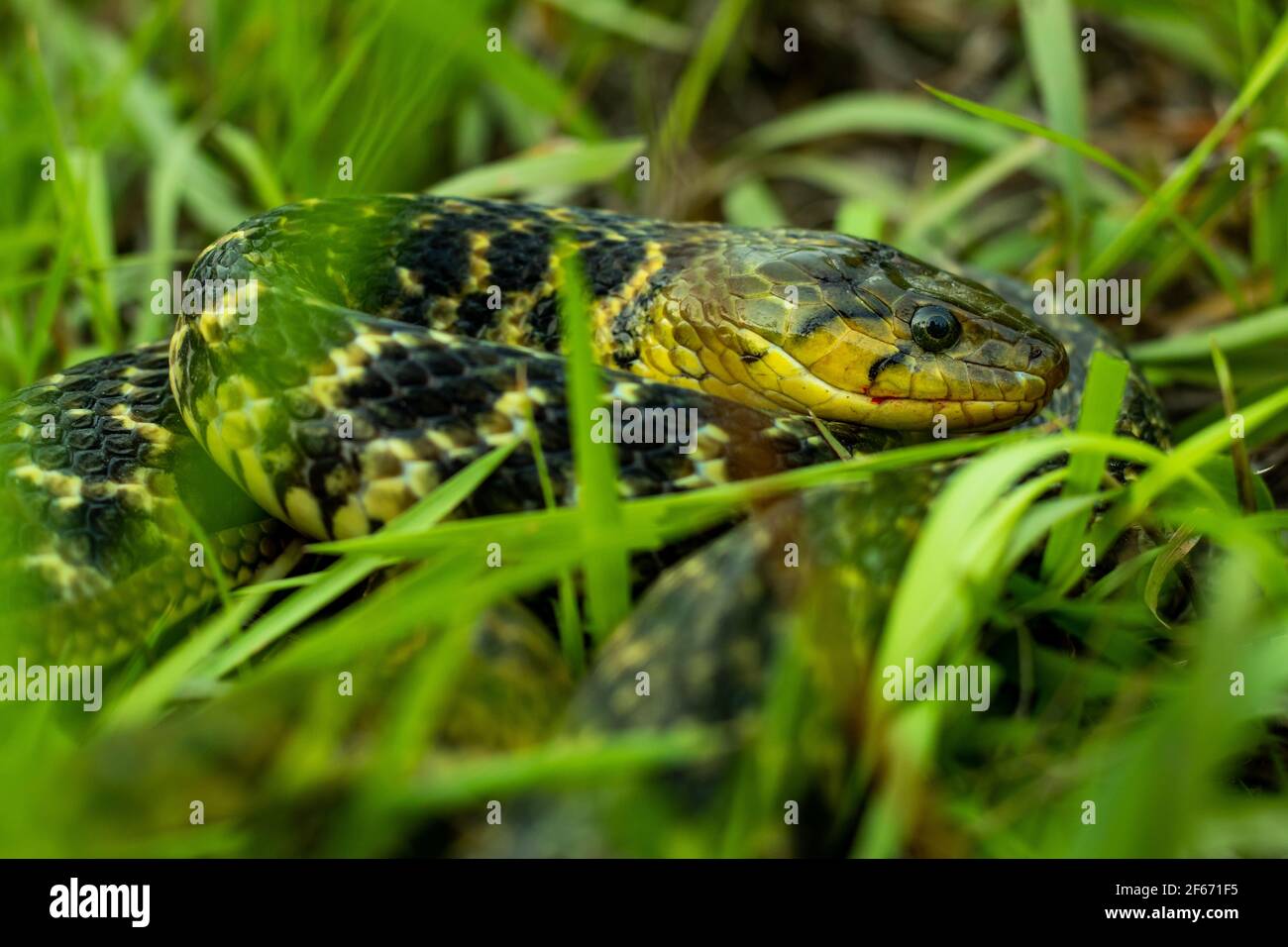 An einem sonnigen Tag im grün-gelben Gras am Morgen, Amphiesma stolatum Schlange versteckt und Jagd nach Nahrung lange Zeit Stockfoto
