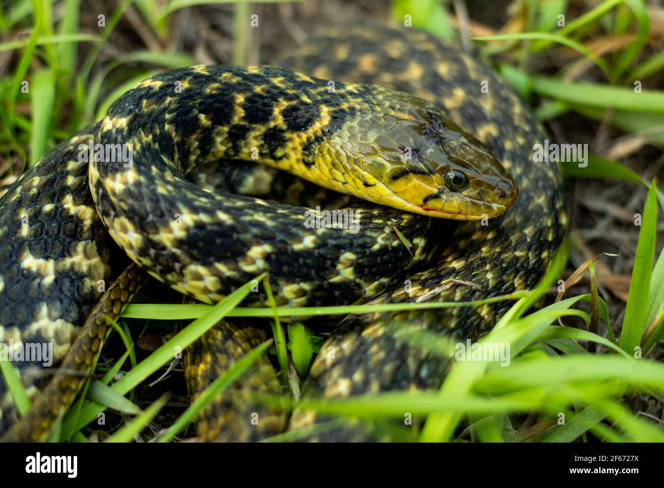 Die Buff gestreifte Kielback oder Amphiesma stolatum Schlange ist ein Arten von nicht giftigen Colubrid Schlange in Asien gefunden und sitzend Im grünen Gras Look Stockfoto