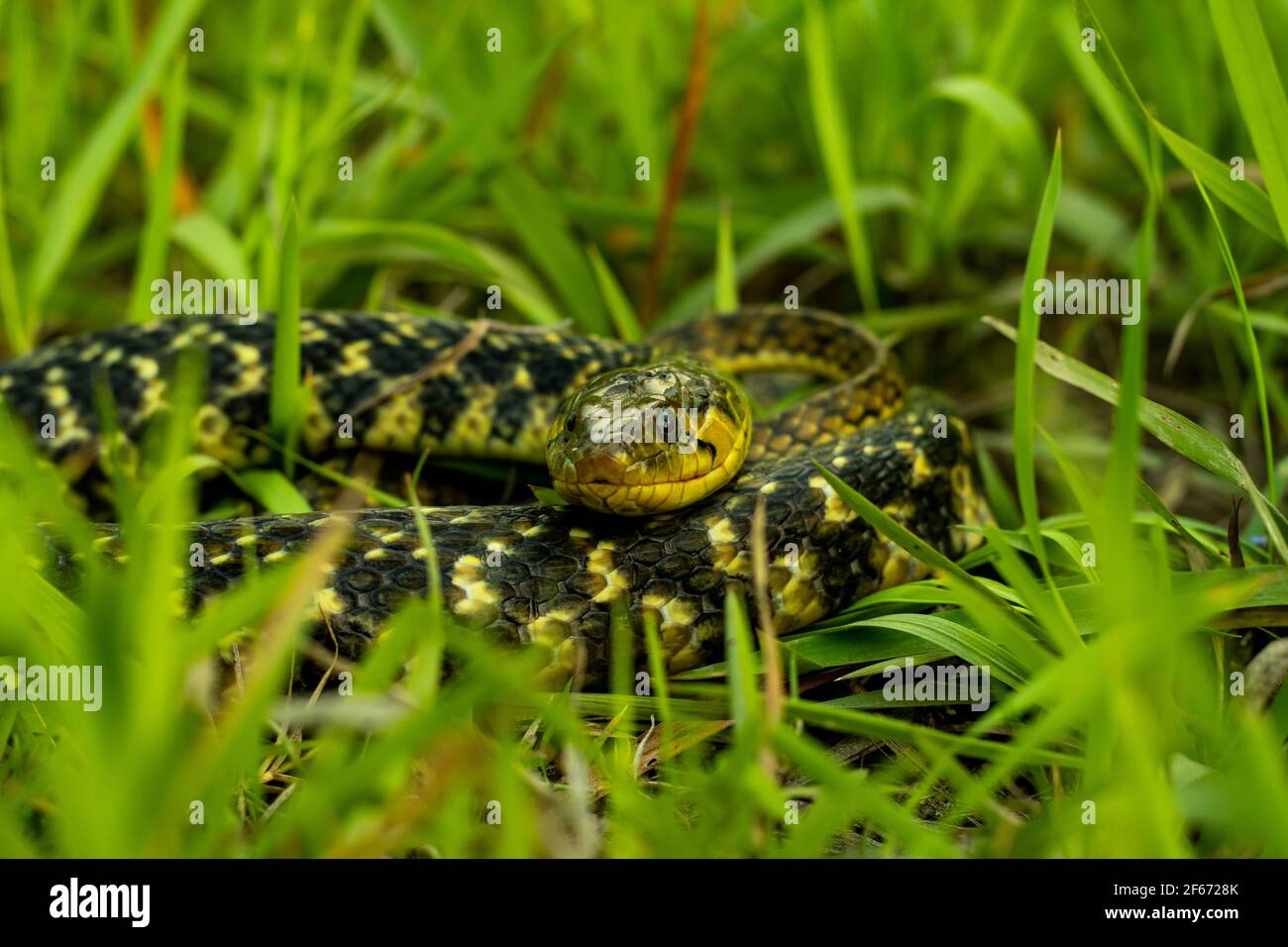 Die Buff gestreifte Kielback oder Amphiesma stolatum Schlange ist ein Arten von nicht giftigen Colubrid Schlange in Asien gefunden und sitzend Abgerundet in der grünen gr Stockfoto