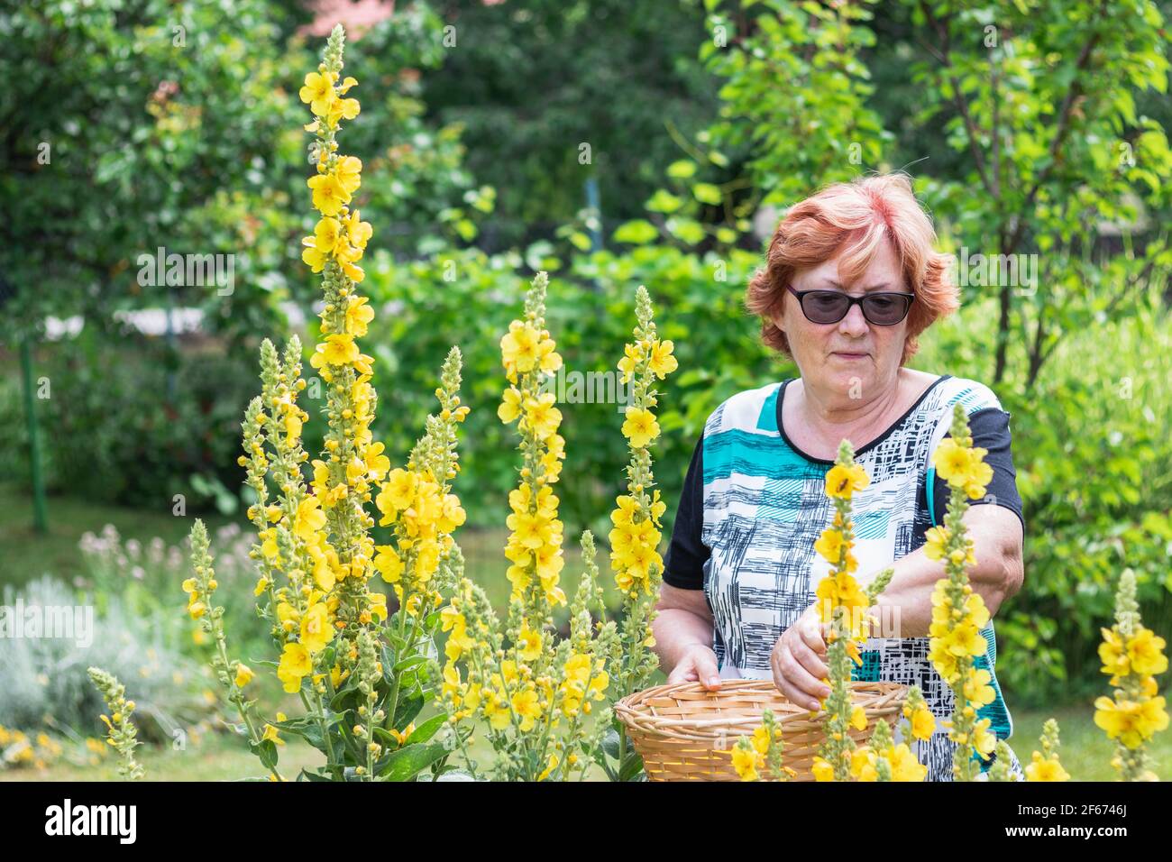 Glückliche ältere Frau Kommissionierung verbascum Blume im Garten. Lächelnd gesund Ruhestand Gartenarbeit im Sommer. Stockfoto