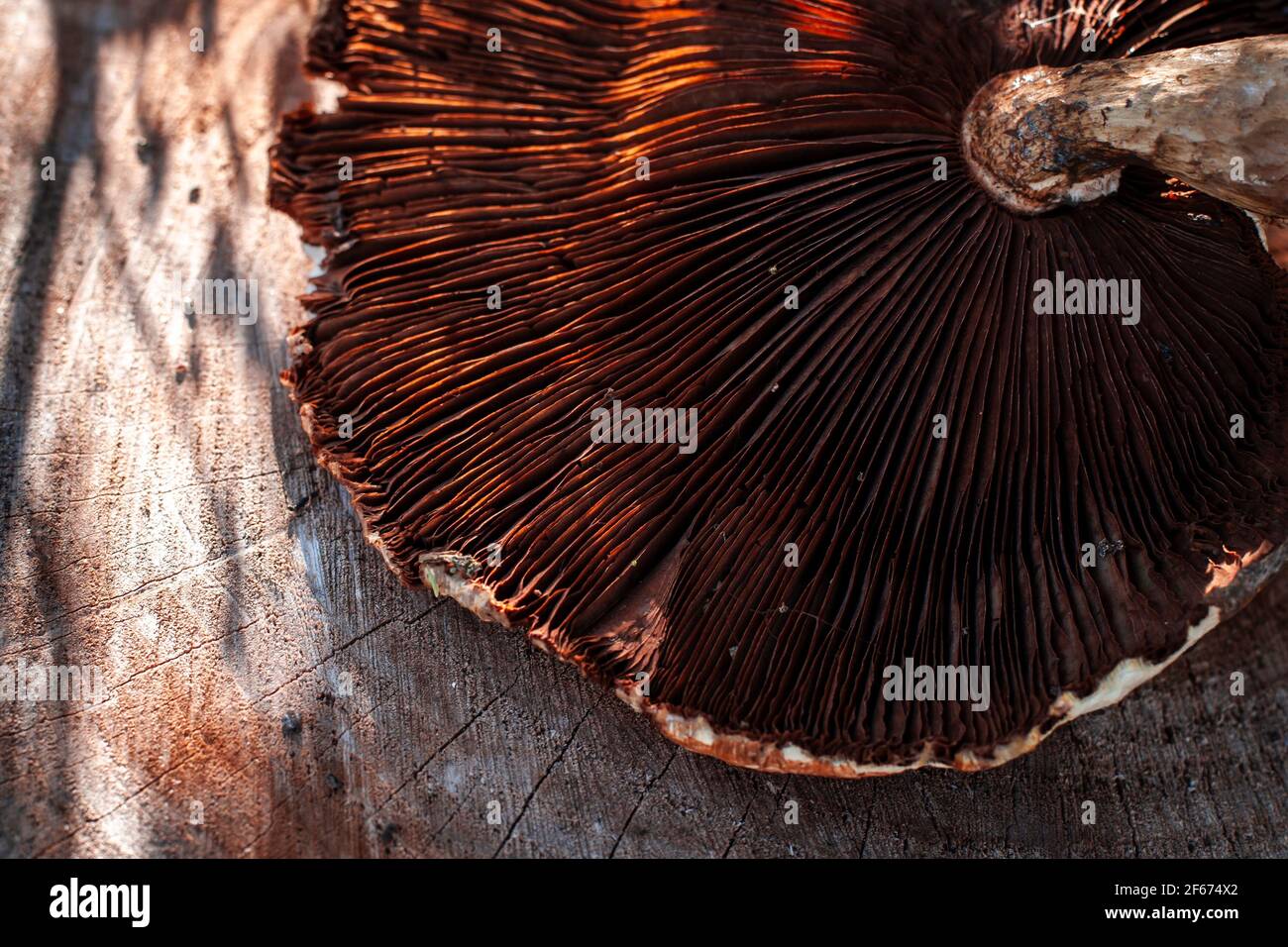 Schöne Textur von wilden Pilz Hut auf dem Holz platziert Stockfoto
