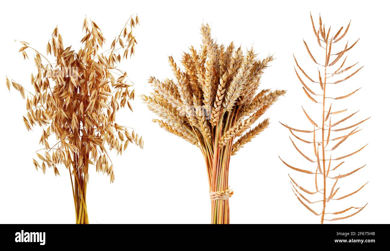 Reife Getreidepflanzen Hafer, Weizen und Raps isoliert auf weißem Hintergrund. Sammlung von landwirtschaftlichen Nutzpflanzen. Stockfoto